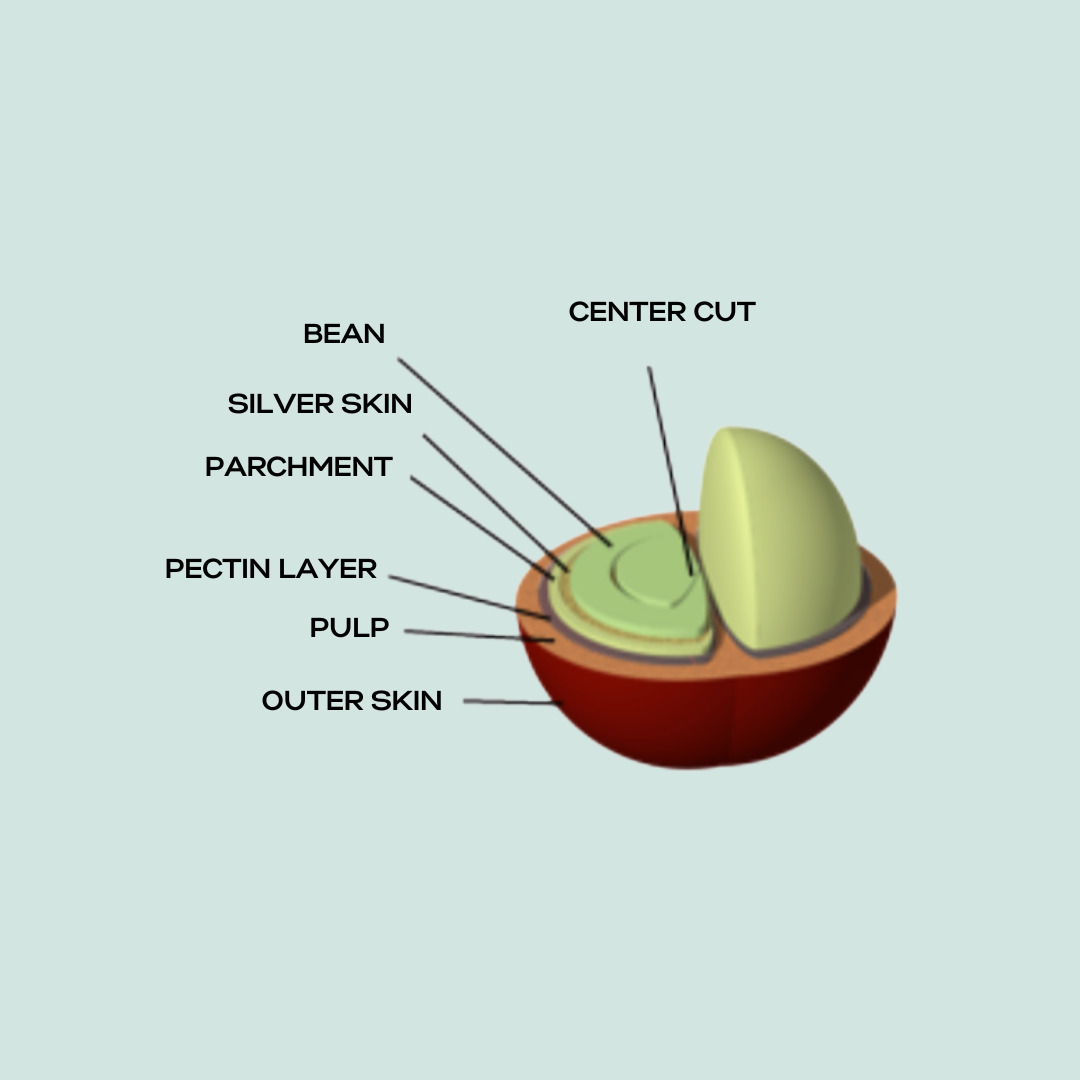 Coffee Bean Layer Diagram | About The Coffee Bean