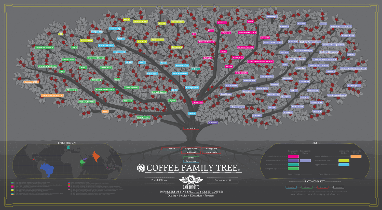 Barocco Varietal Coffee Tree