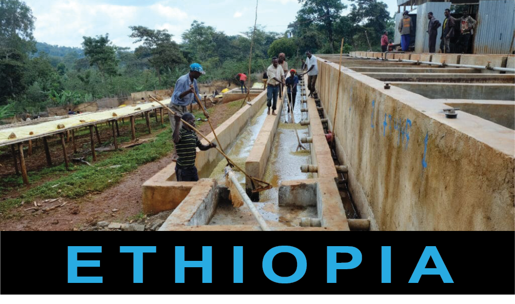 Bespoke - Ethiopia Idido - 250g