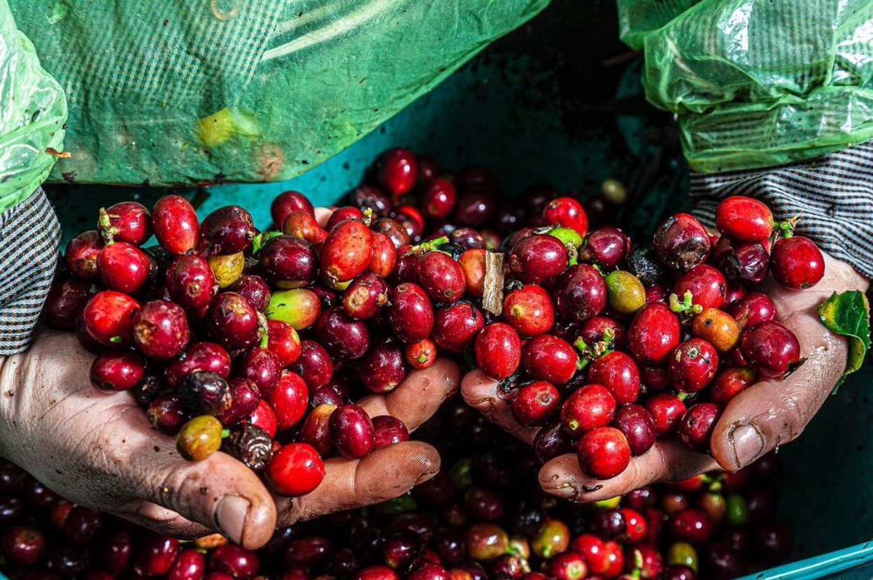 Green Coffee Company (GCC) “La Esmeralda” Direct Trade Coffee Farm