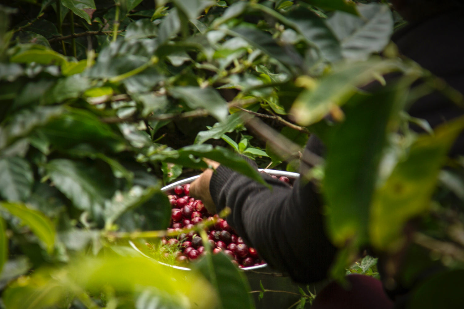 Barocco Coffee Company buys direct trade coffee beans from Mountain Coffee and Sucafina.
